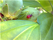 Pyrrhocoris apterus